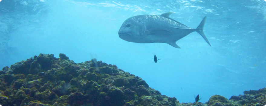 海の魚の画像 ｜ 株式会社イシグロ