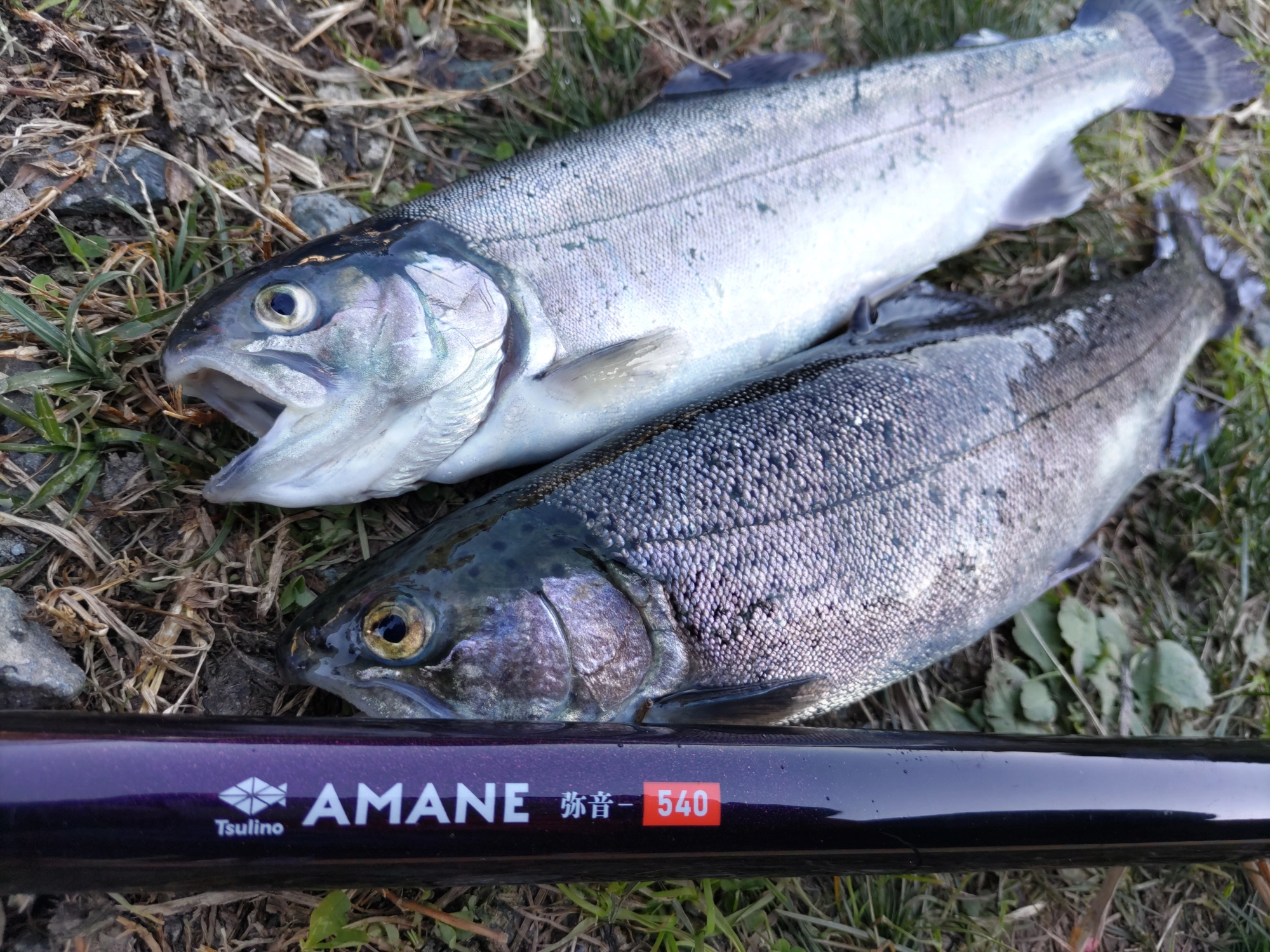 釣れるニジマスはどれも良型、手竿での釣りなので引きが強くとっても楽しいですよ♪