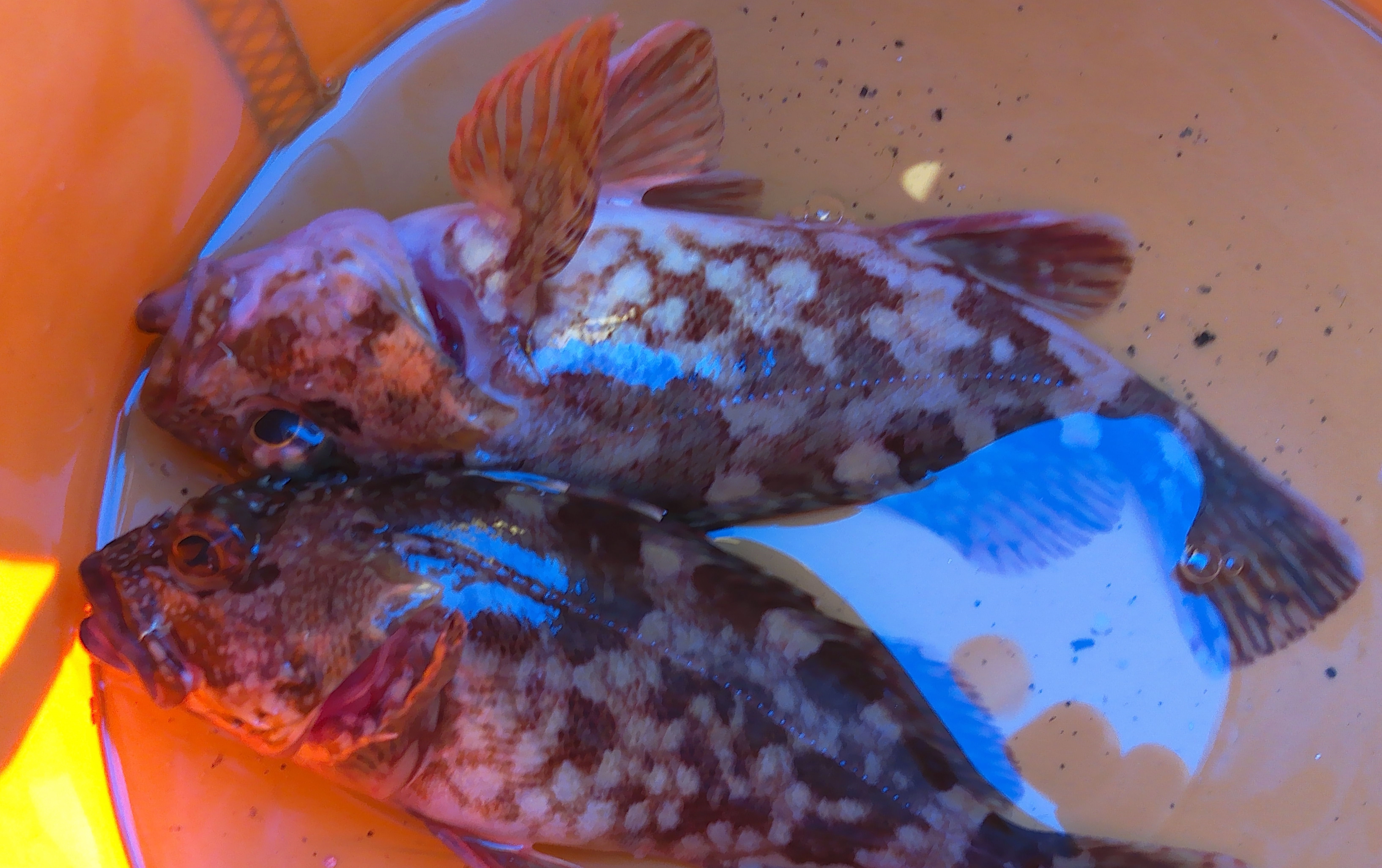 根魚は成長の遅い魚なので小さい魚が釣れたら優しく逃がしてあげて下さいね。