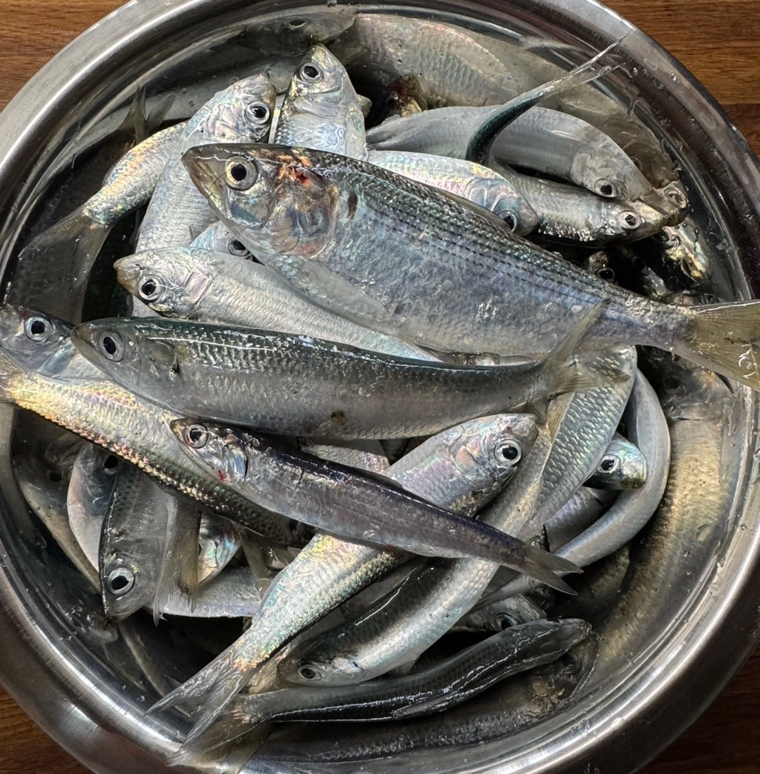 魚の活性が高くて入れ食いだったそうです♪