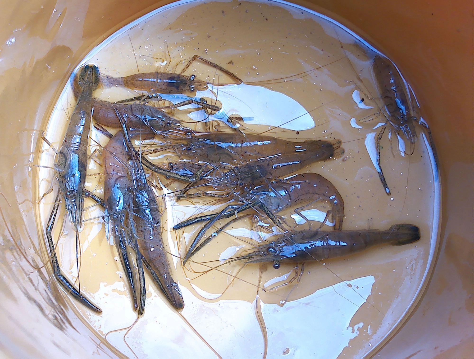 シーズン初釣行でこの釣果！他にもバラシ多数ありました。