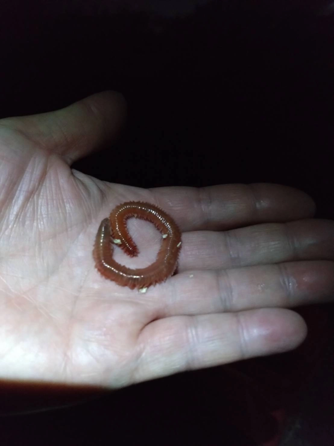 夜の根魚にイチオシ！ゴールドイソメは反応抜群♪