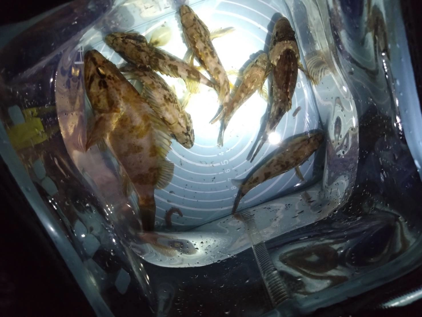 タケノコメバルメインに堤防の岸壁の際で良く釣れました