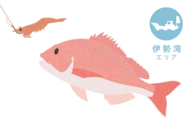 伊勢湾 ウタセマダイ釣り
