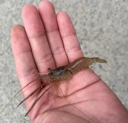 サイズも良くなってきましたね。