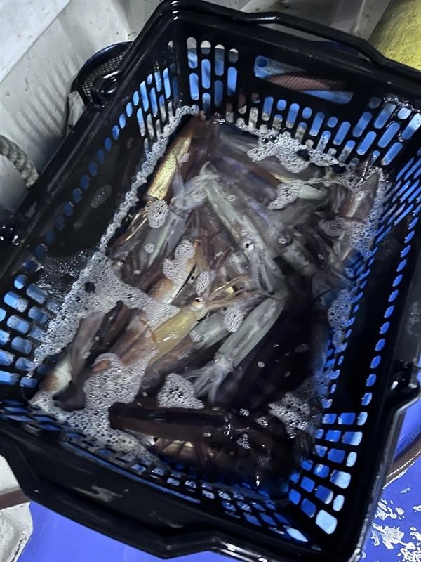 潮が早いタイミングがありました。ムギイカが浮いていたので、潮が早いタイミングはプラヅノ仕掛けを使用しました。