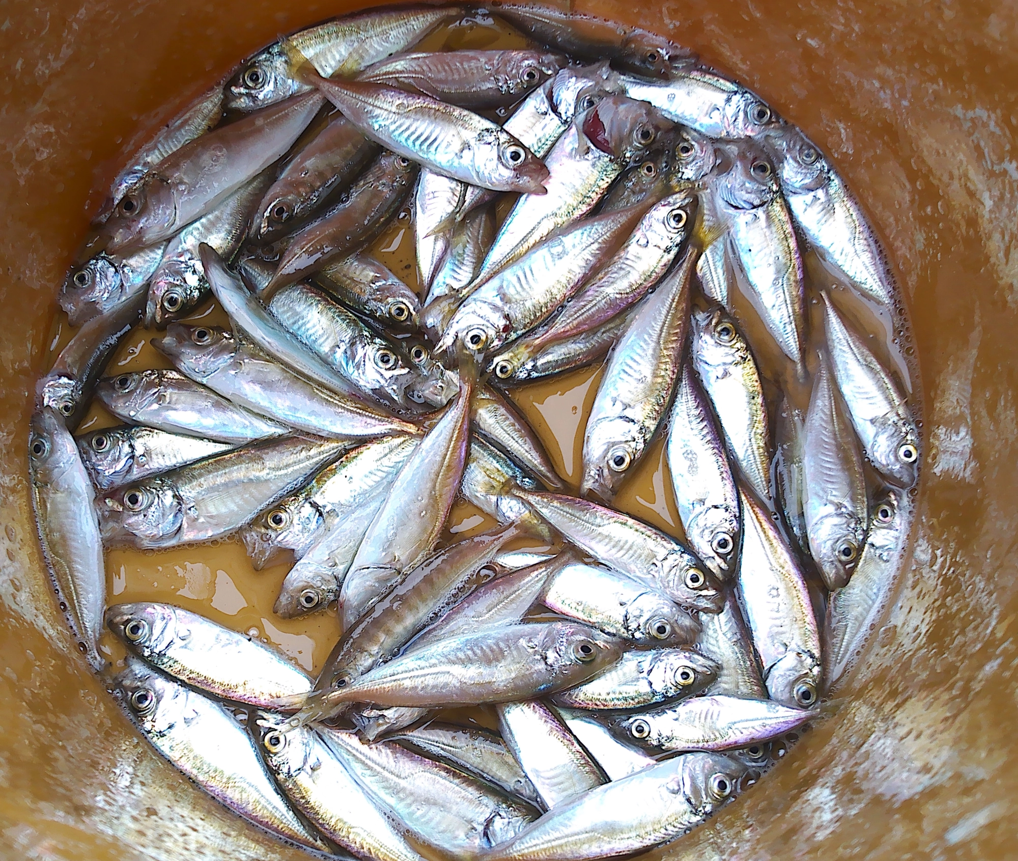 短時間の釣行でしたが豆アジが入れ食いに♪