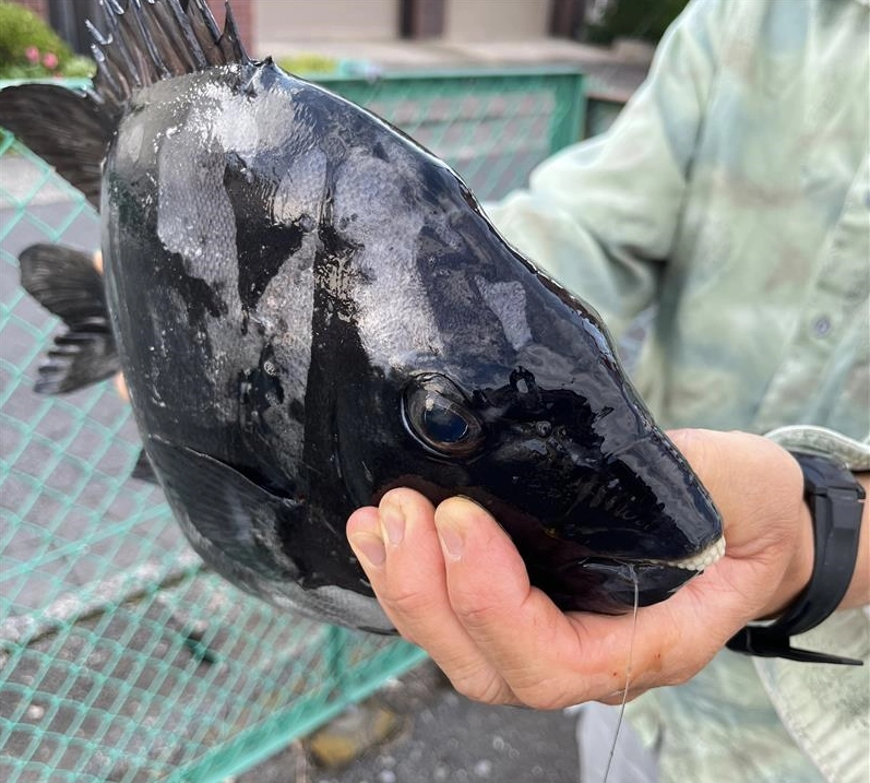 エサはカニ