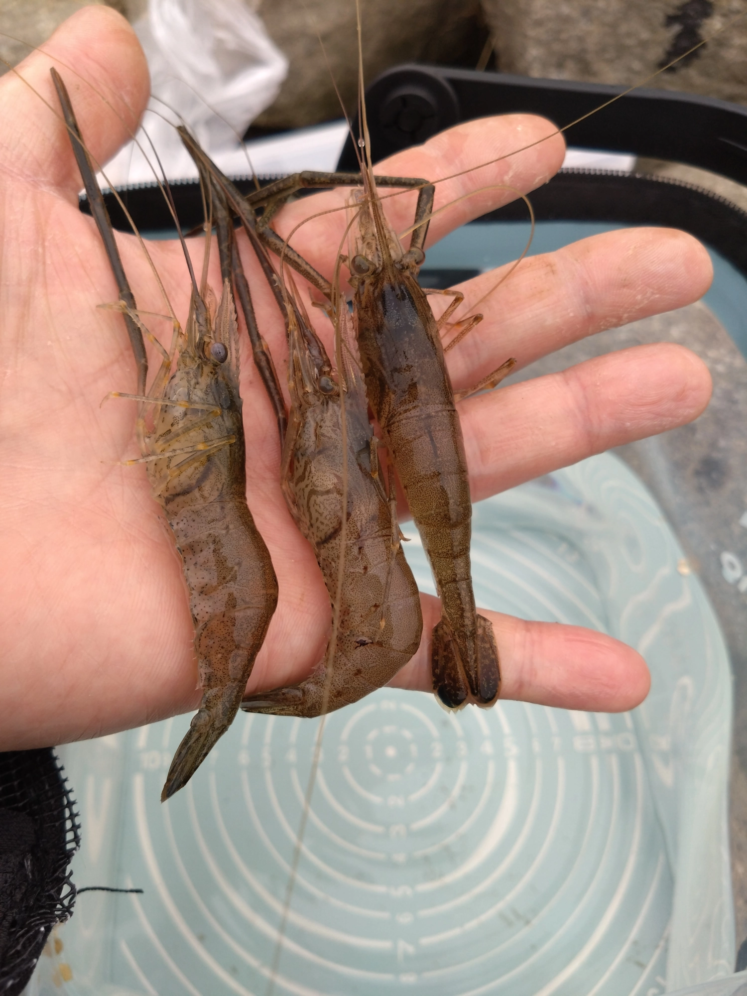 短時間の釣行でしたが良い型のエビを3匹ゲット