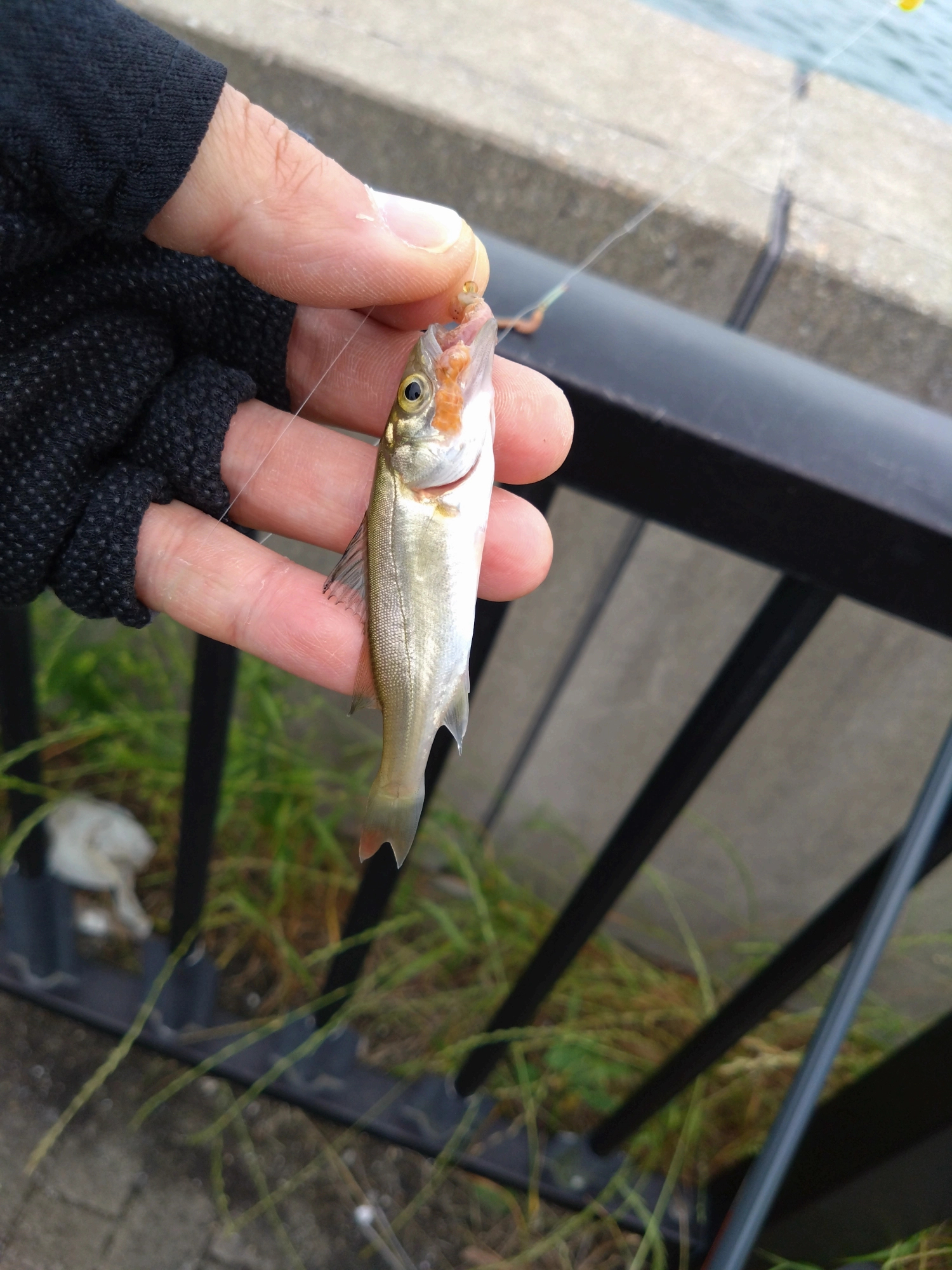 セイゴも釣れました