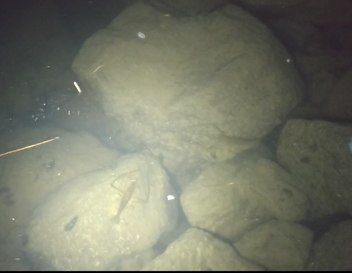 隠れていた手長エビが、夜はぞろぞろ這い出してきます。