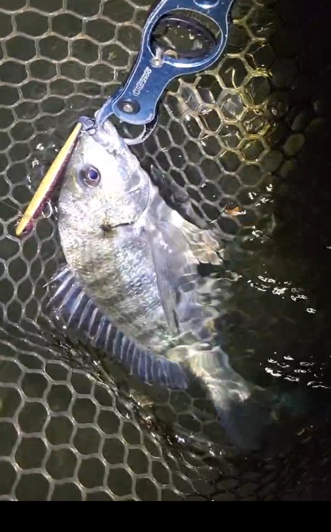 やはりマニック95は釣れる