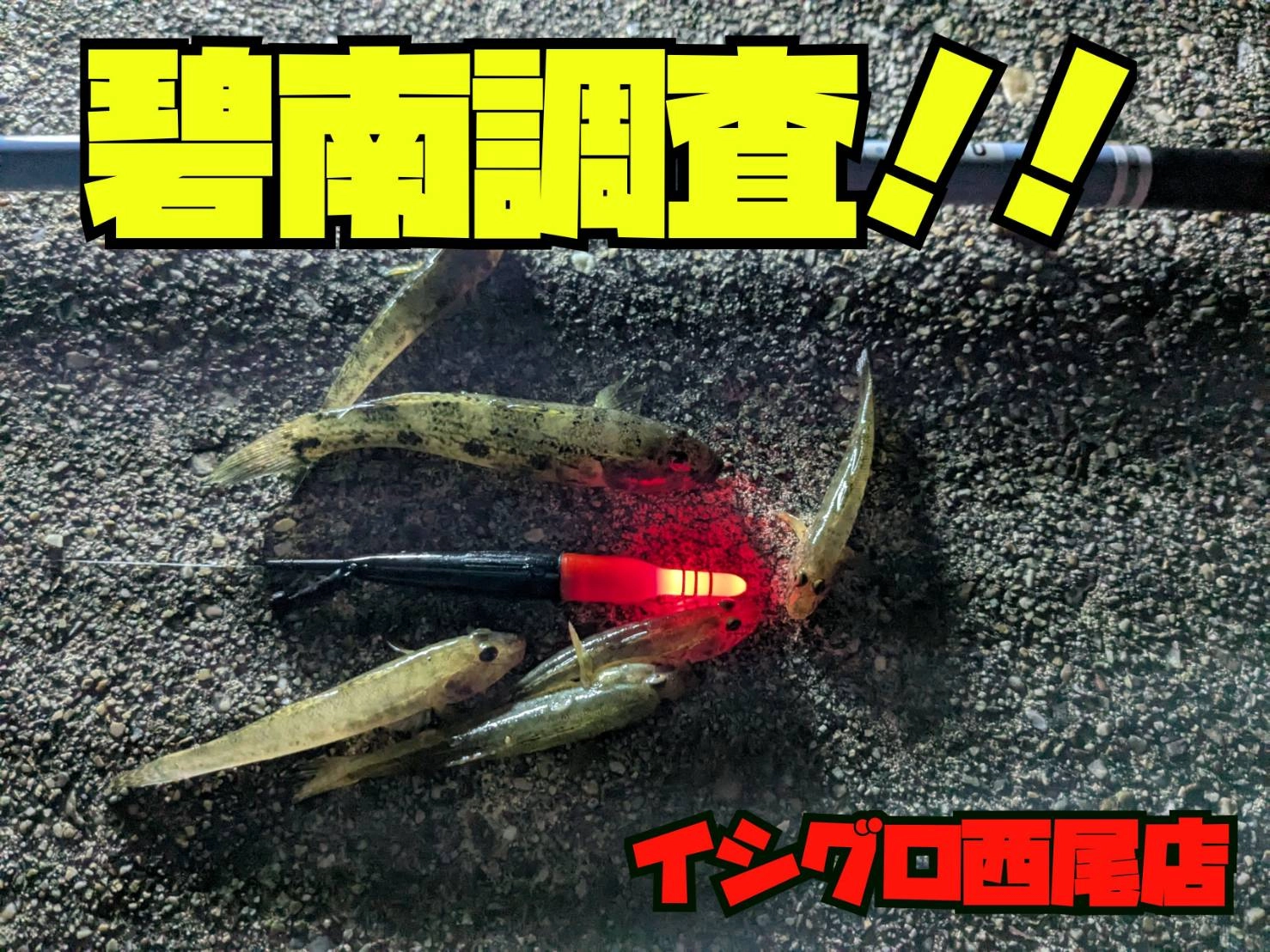 碧南調査