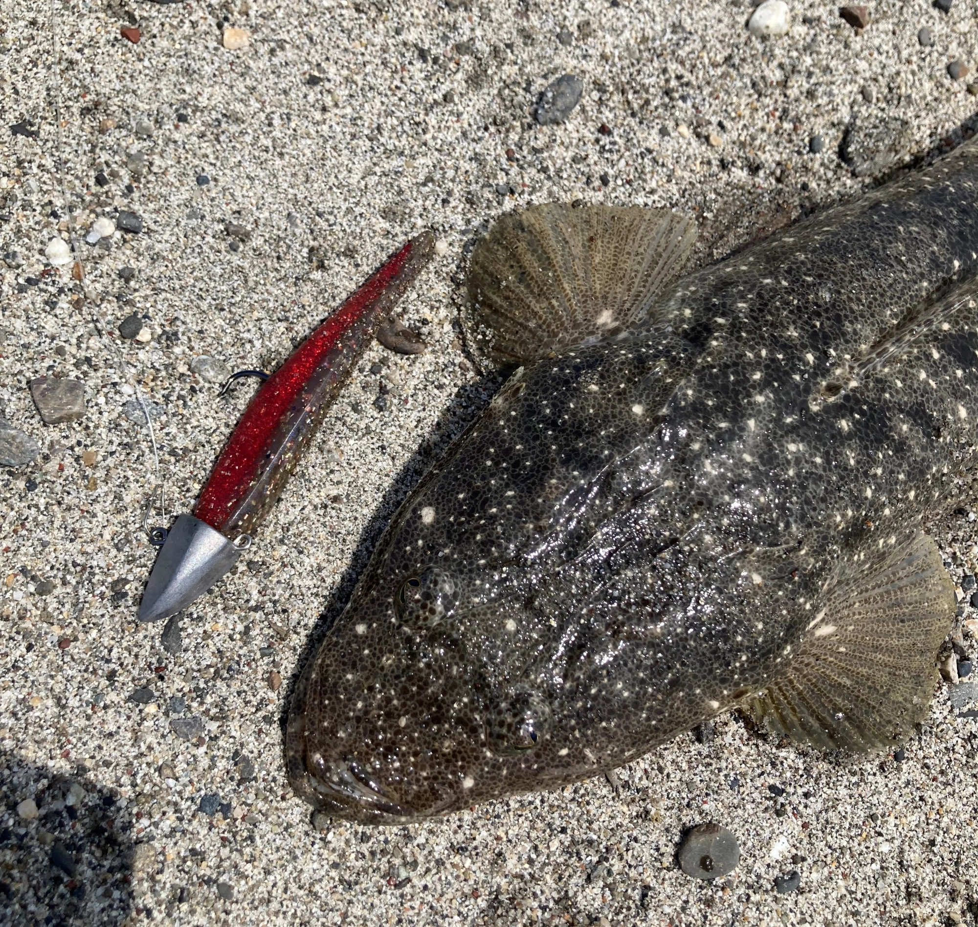 マゴチはワインドでよく釣れます。