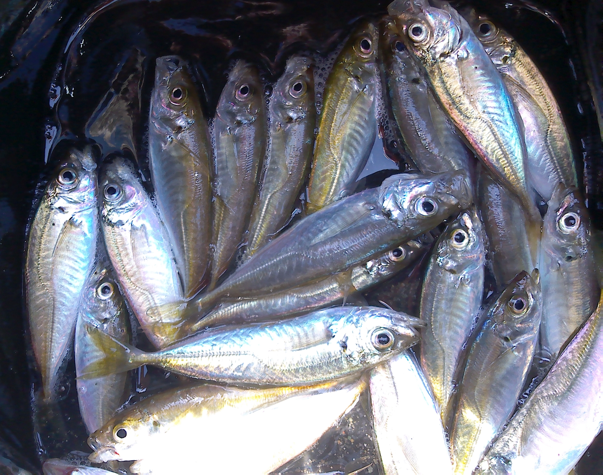 横で釣っていた方がアジを連発していたので予定になかったサビキ釣りを急遽行い爆釣に！！