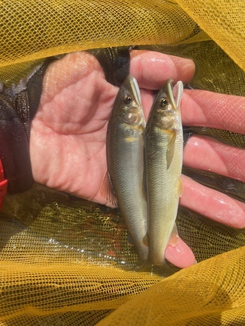 小さいですが綺麗な鮎♪