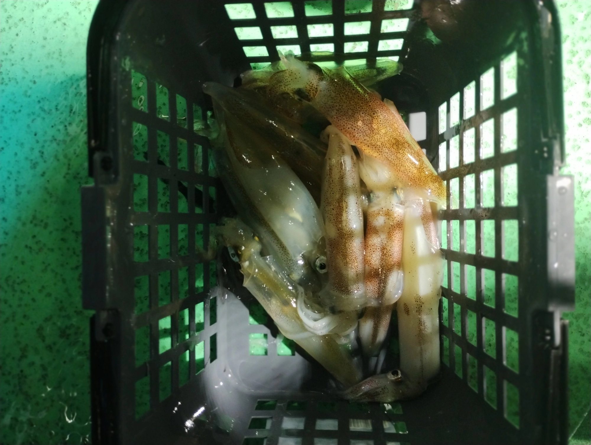 カラーセレクトで釣果に差が出ます、何色も持っていくと対応出来て数も伸ばせられます!!