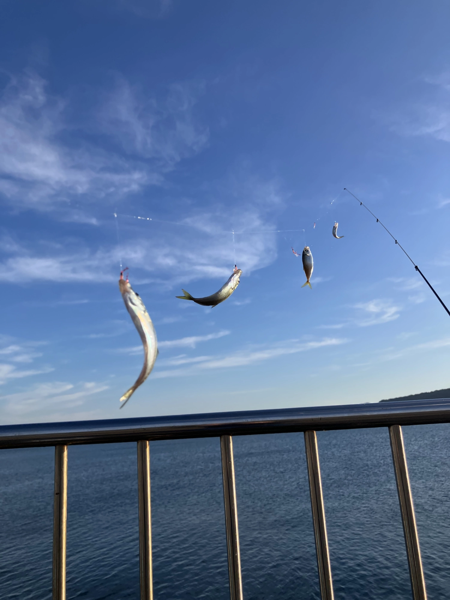 最大4連で釣れるほどかなり多くのアジが湧いていました！