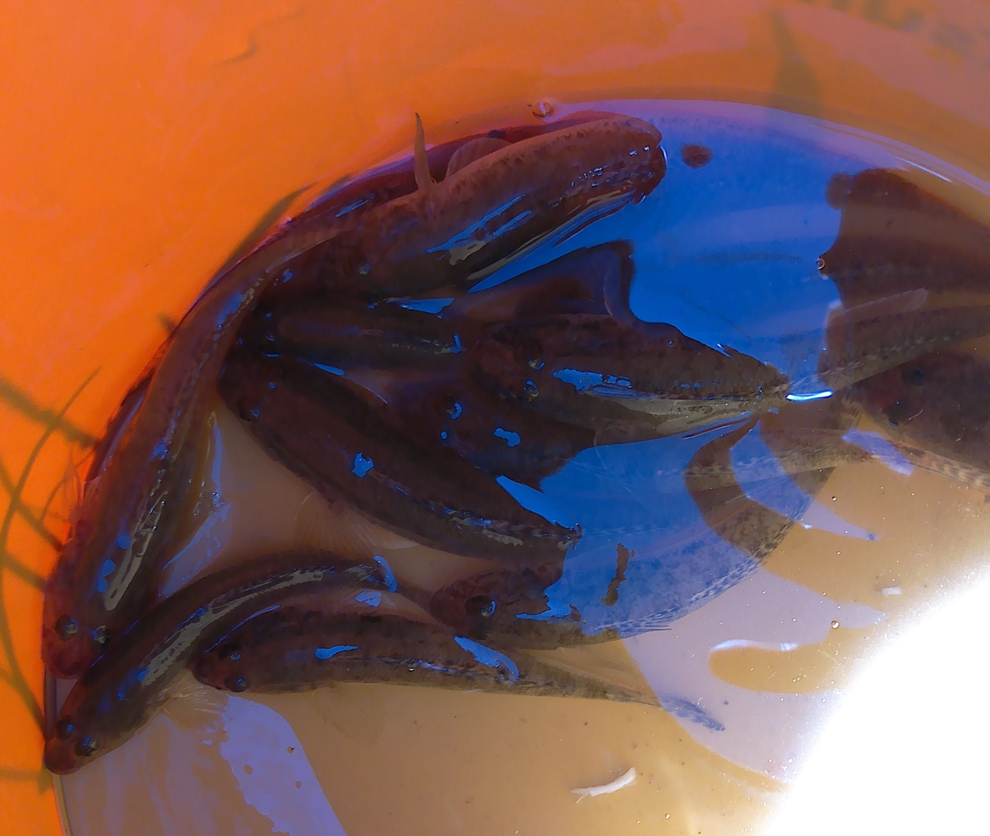 短時間で個の釣果、本格的に釣ったらもっと取れてましたよ。