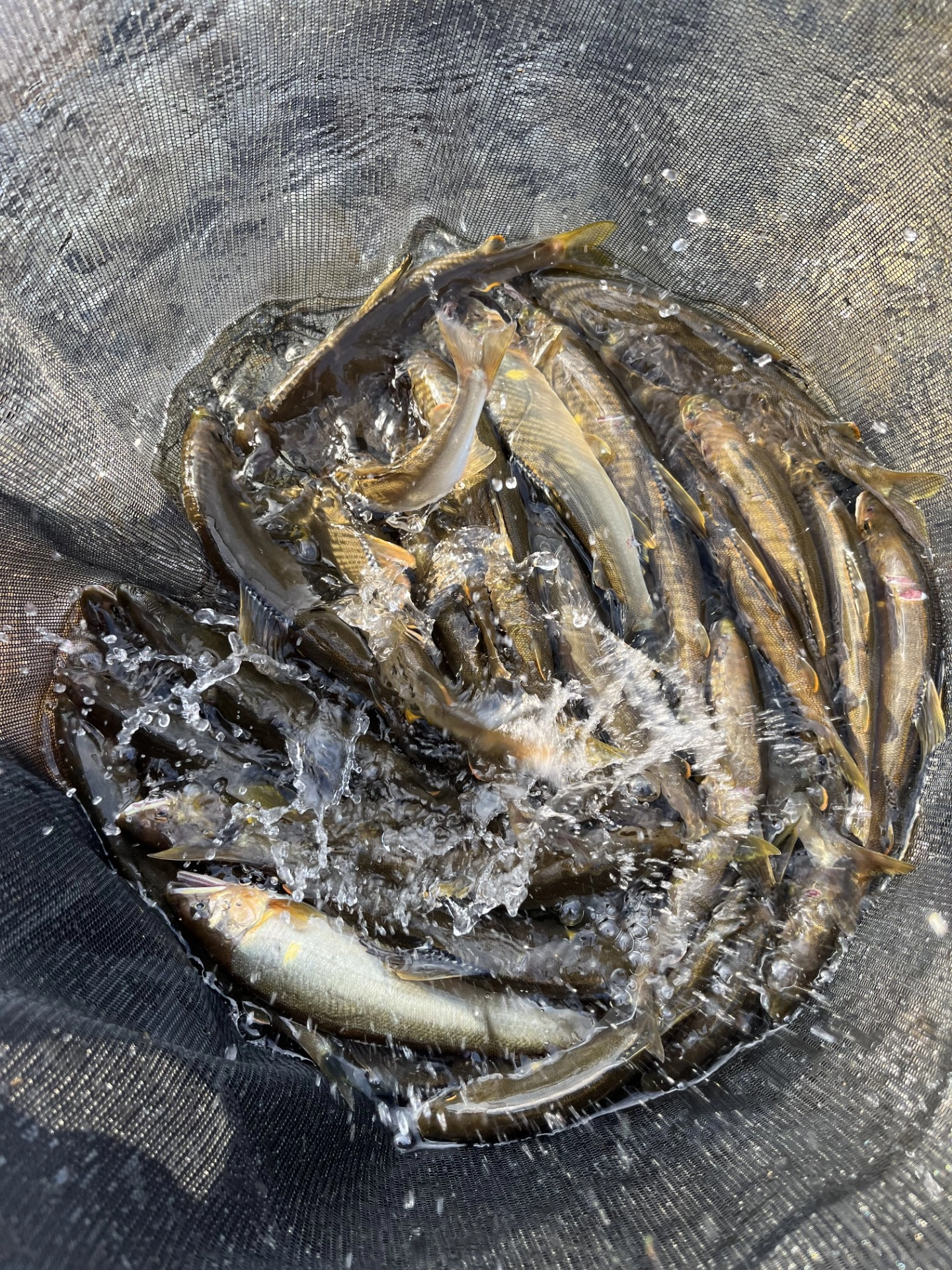 釣果63匹