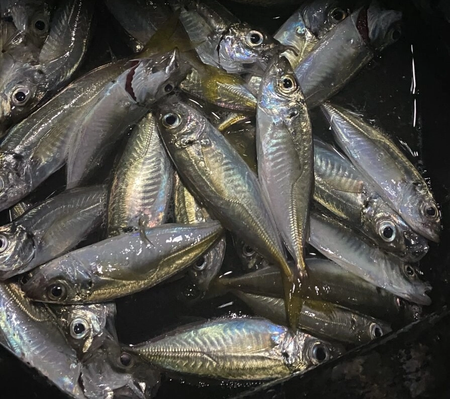 2時間ほどでこの釣果！この日は小型が混ざりましたが夜釣りなら昼間と比べると少し大きなアジが釣れますよ。