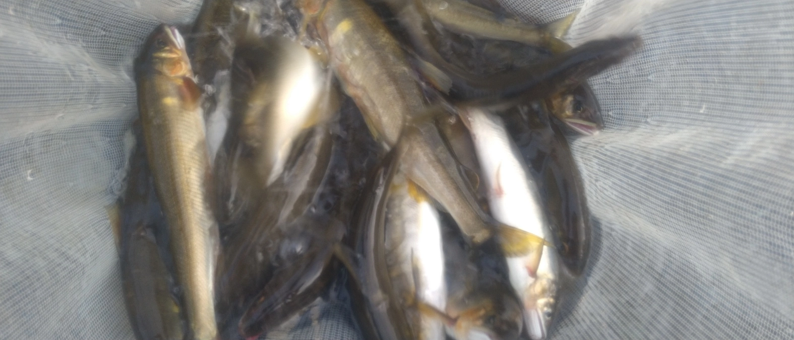 2日目浦川の釣果。大小バラバラですが渇水高水温の近隣河川では満足の釣果でした！