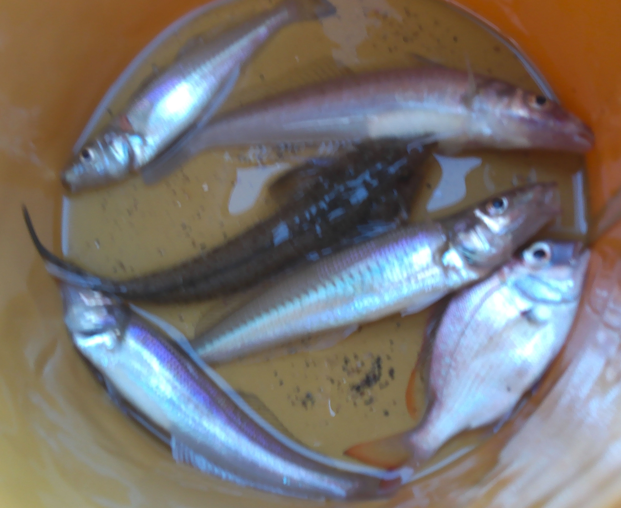 キス以外にもチャリコ（マダイの子）メゴチ、ヒイラギなど色々な魚が釣れました。