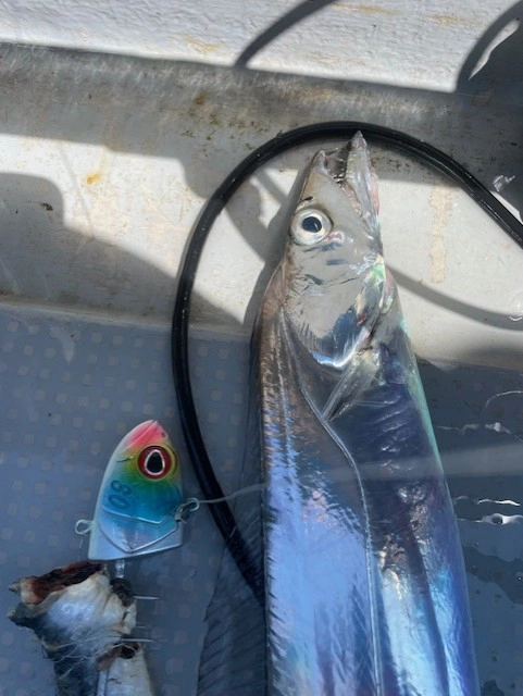 当店イチ推し＜オーナー＞掛獲 船太刀魚テンヤ