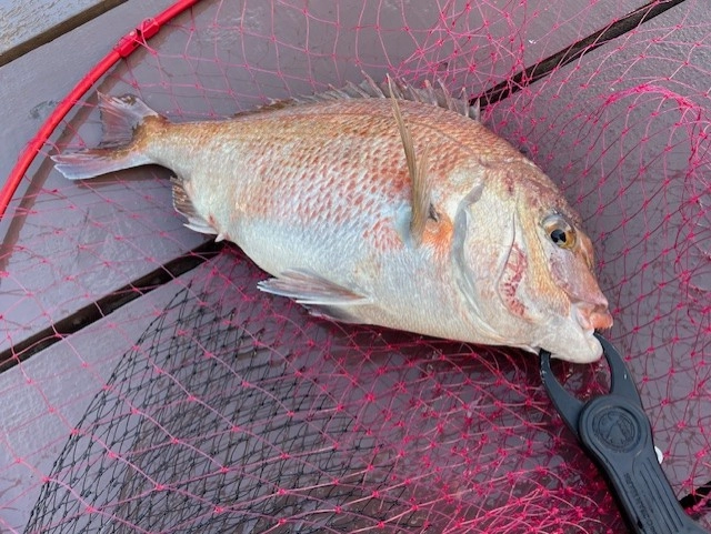朝一は魚の活性がメチャクチャ高いですよ！！