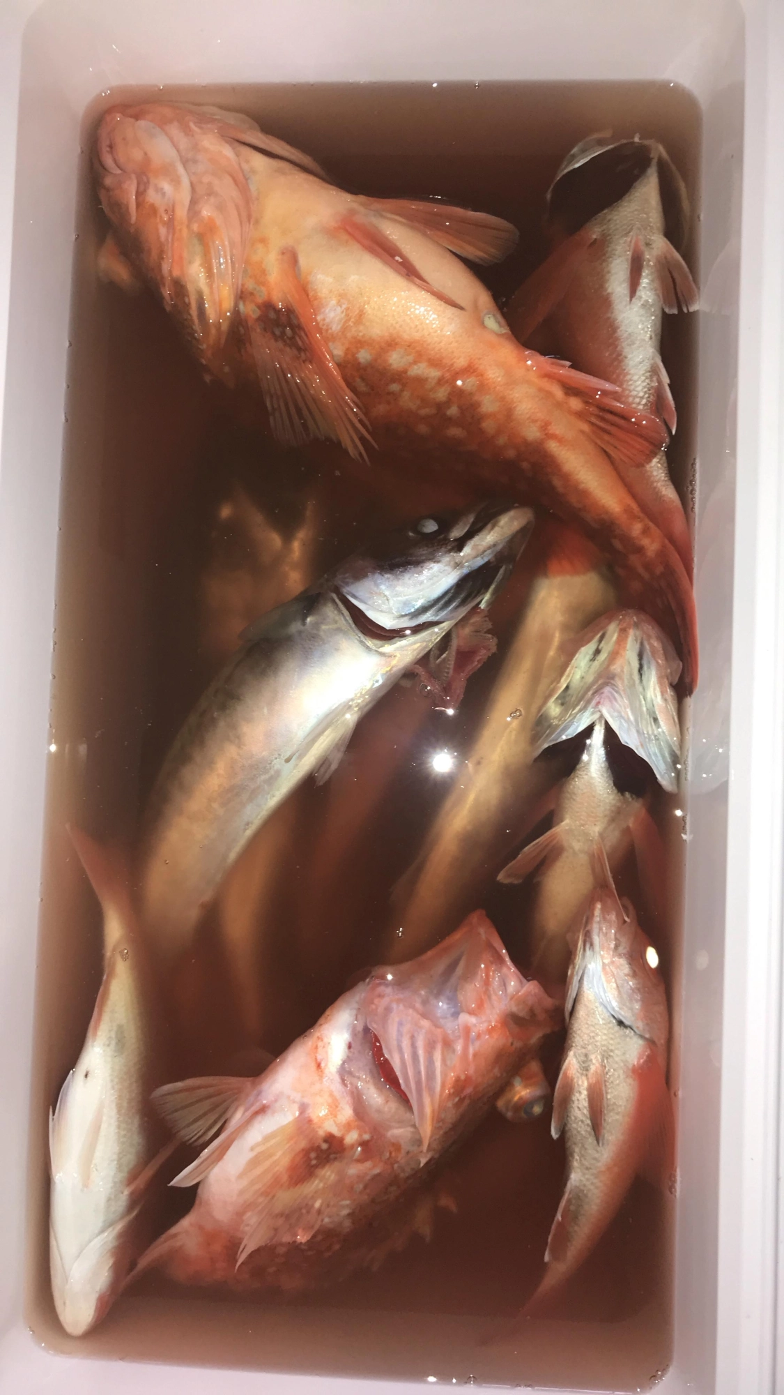 赤ムツ カサゴ
アコウ デカイ真鯖
甘鯛 鯛etc