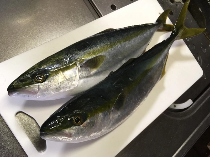 イナダ（ハマチ）頂きました！しかも２匹も！！磯釣りで釣ったそうです～ありがとうございます＼(^o^)／