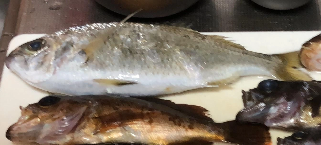 料理前 25㎝ありました。