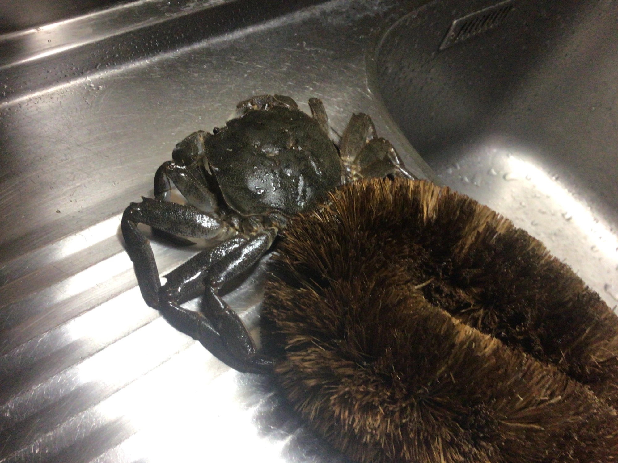 カニをたわしで綺麗にします。