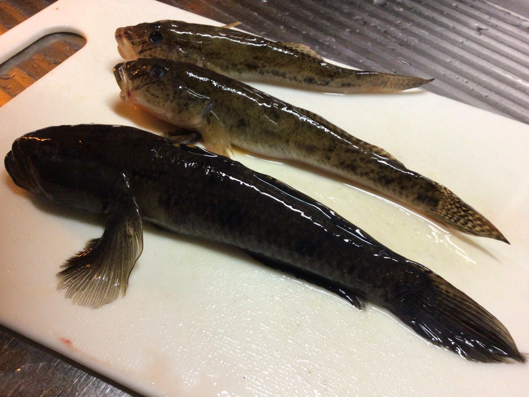 ハゼキングGETデス❗️、、、恵みに感謝で美味しく頂きますヨ。