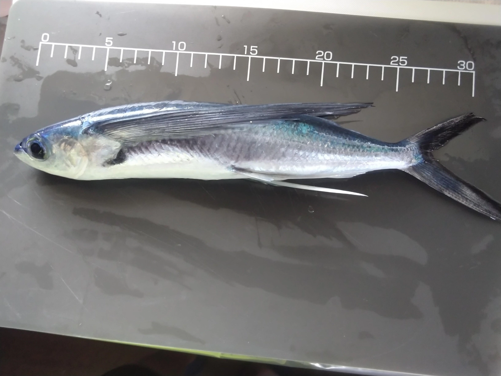 33cmのトビウオを使いました。