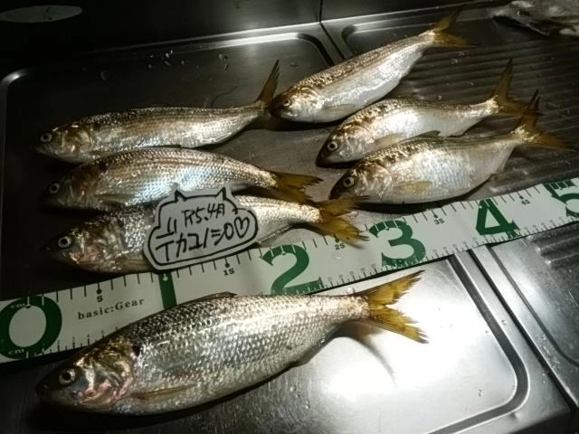 でかコノシロ