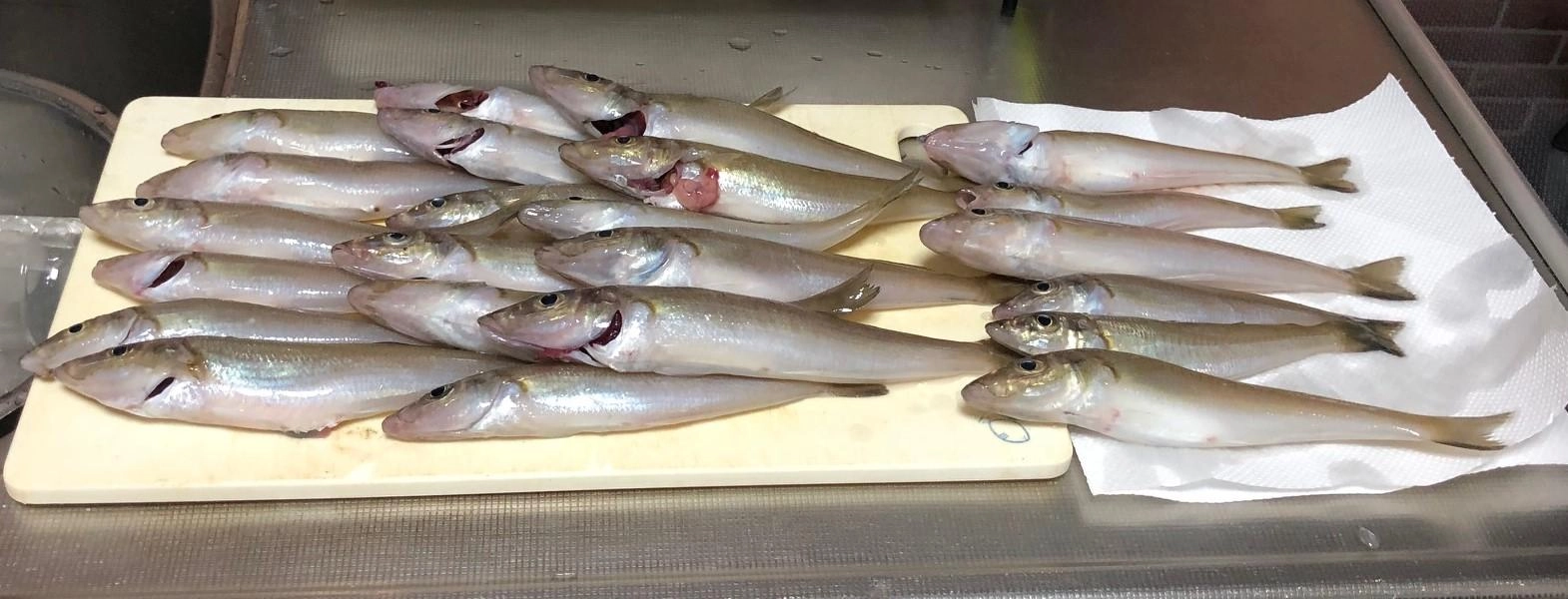 シロギス釣りもの
アジもらいもの