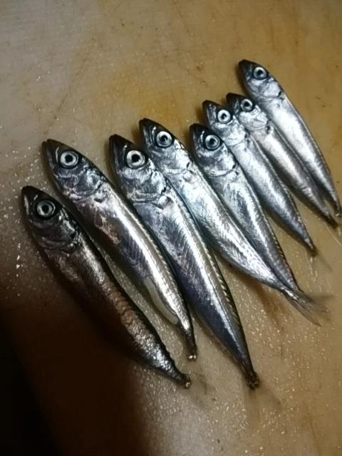 子鯖じゃ