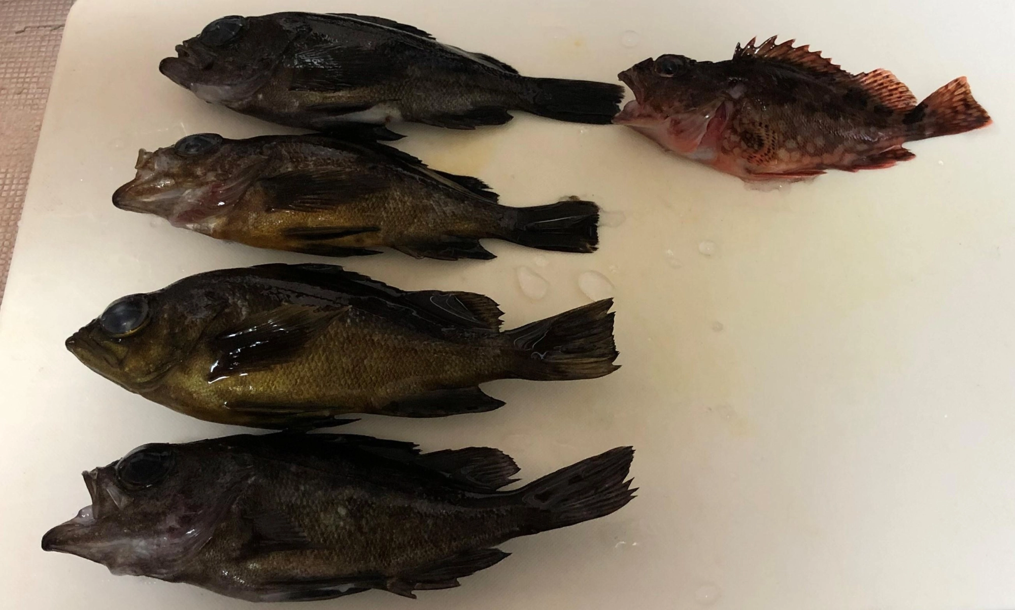 料理前