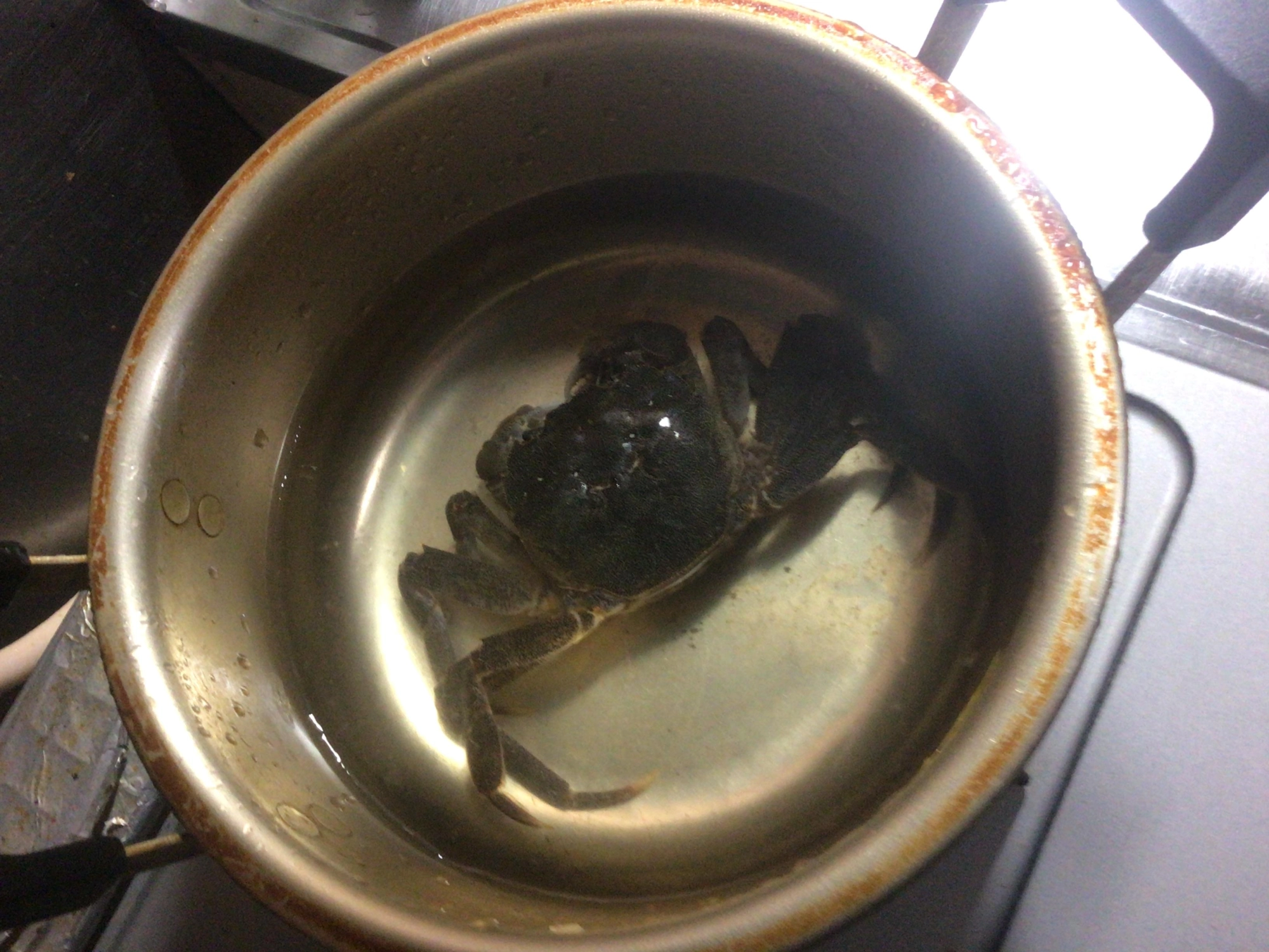 海水を500ccぐらい持ち帰り、その海水でカニを茹でます。