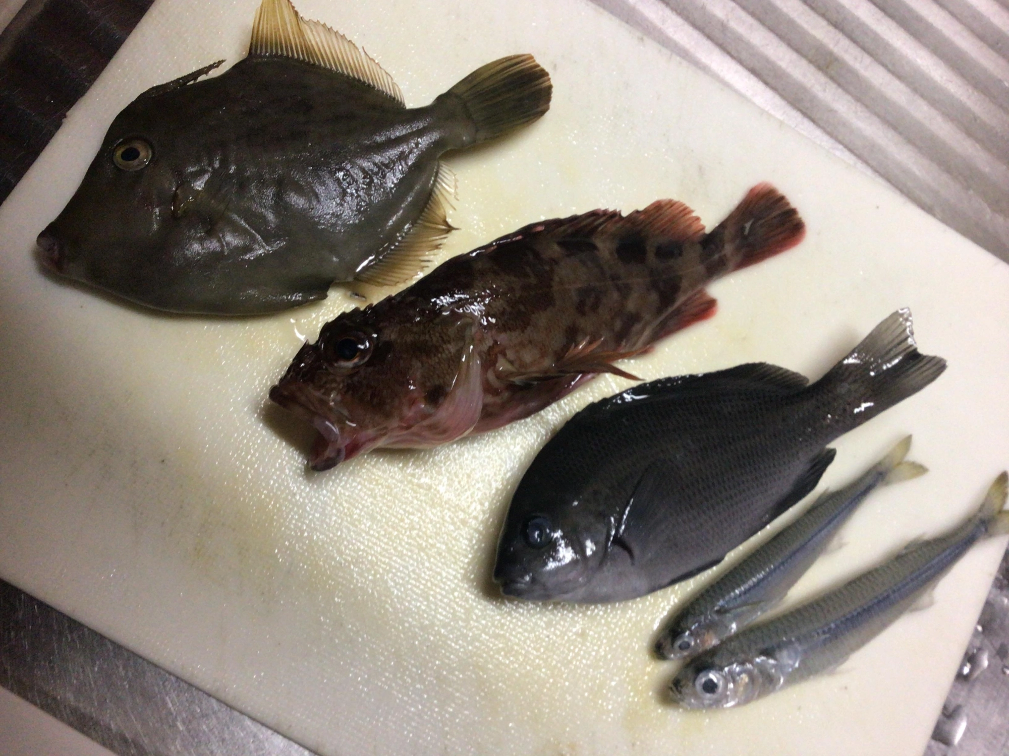 今日の釣魚。イワシ、メジナ、カサゴ、カワハギデス❗️恵みに感謝❗️