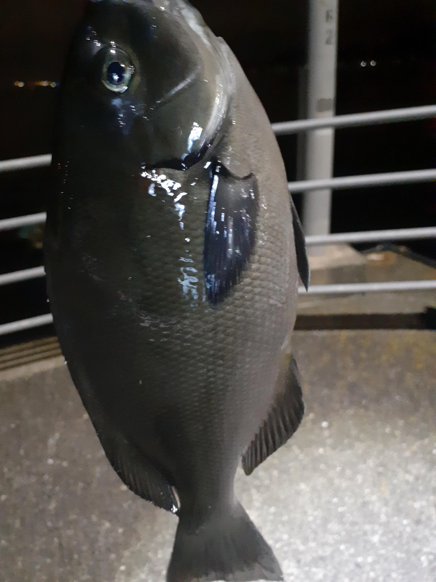 堤防際から３０cmオーバーのメジナ(グレ)です！