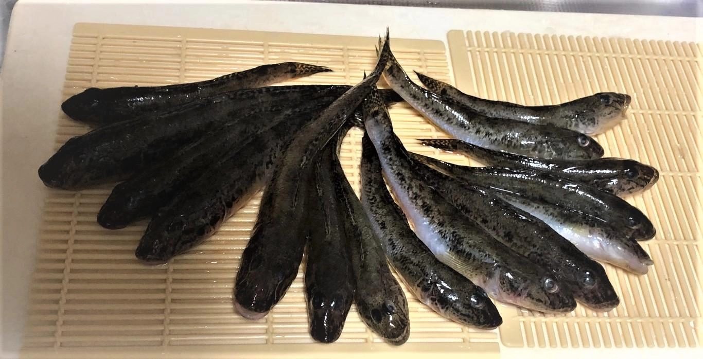 左側4尾がメイン画像対象です。
ハゼの刺身は実に味がある。美味すぎる。