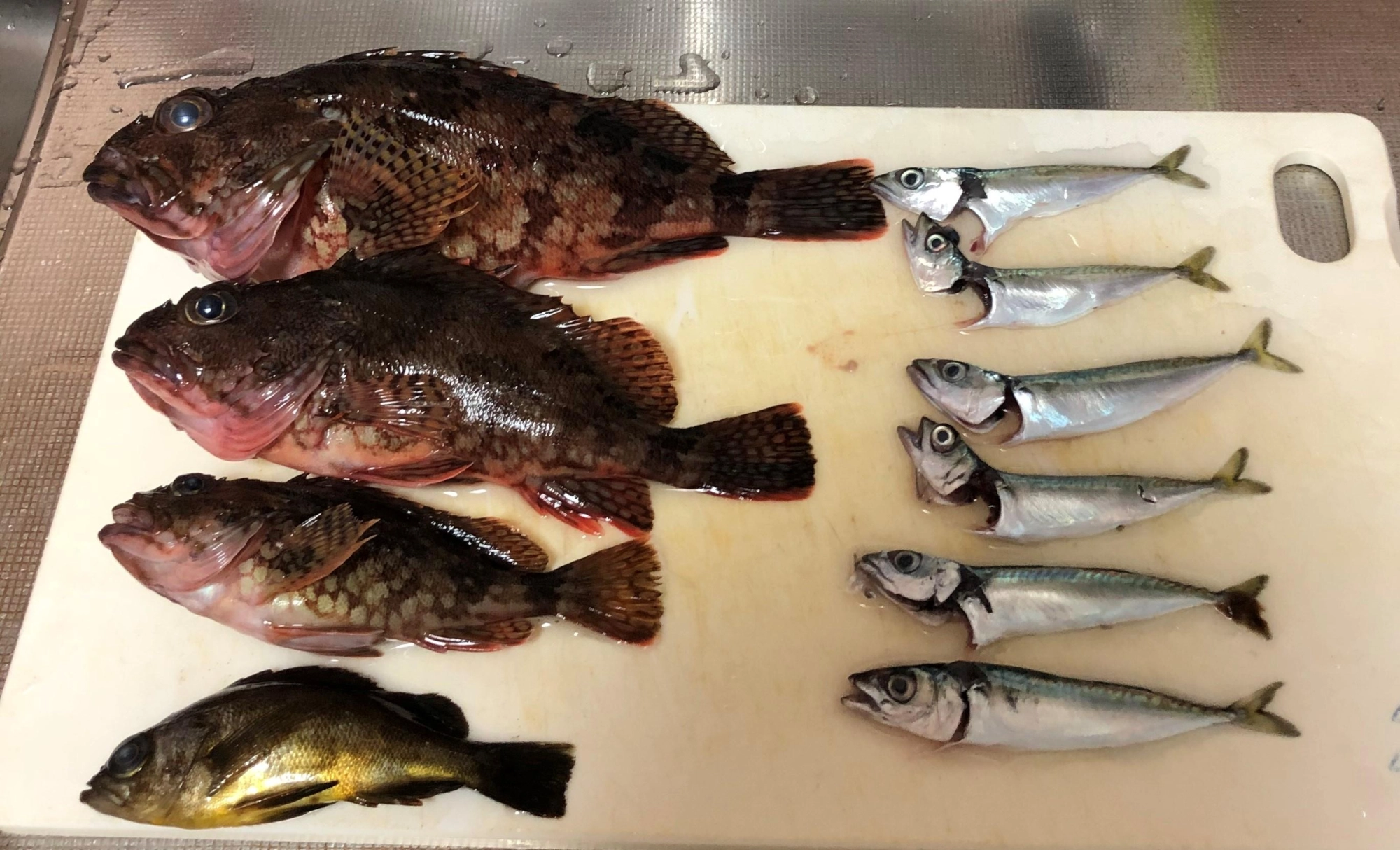 料理対象は右側豆サバ6尾と左下の
メバルとその上の一番小さいカサゴ
サイズは11㎝~15㎝迄