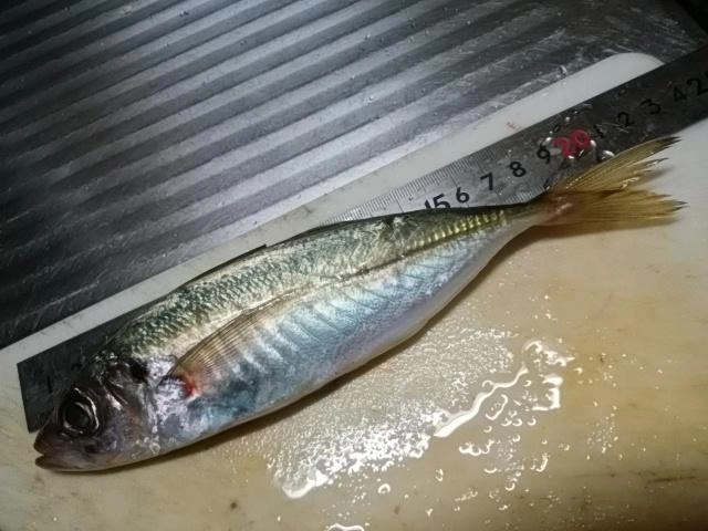 自己新