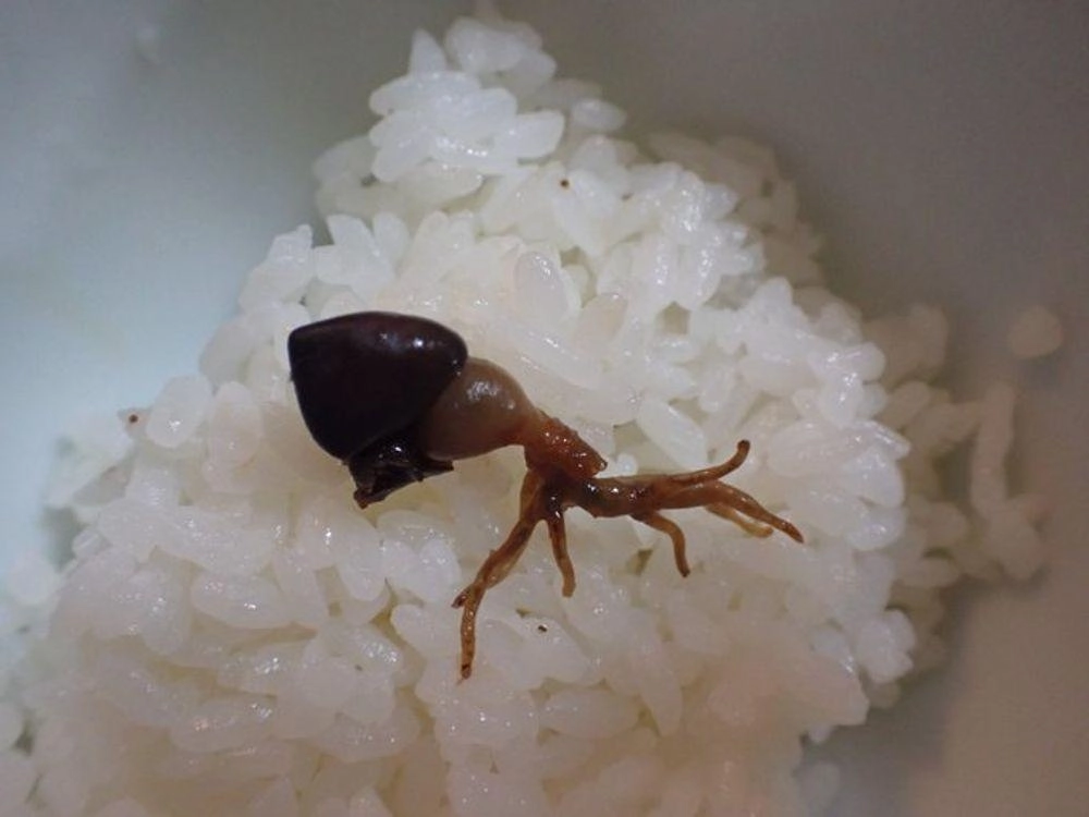 心臓はクセなし。
胃袋はホルモン。
浮き袋は固めのゼラチン質。
白子は王道。