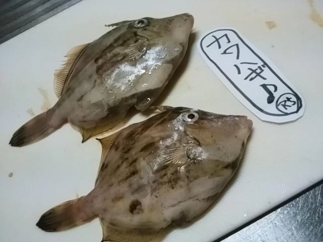 本年初