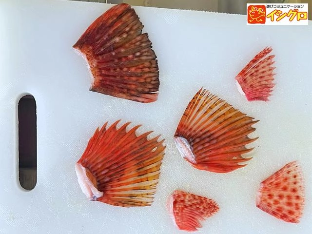 （3）洗ったヒレの水分をキッチンペーパー等でしっかり取り、並べて乾くまで干します。たまにひっくり返して両面しっかり乾かします。天日干しでもＯＫです。
（3）しっかり乾いたヒレをトースターや魚焼きグリル（弱火）で両面焼きます。焦げすぎないように注意しましょう。