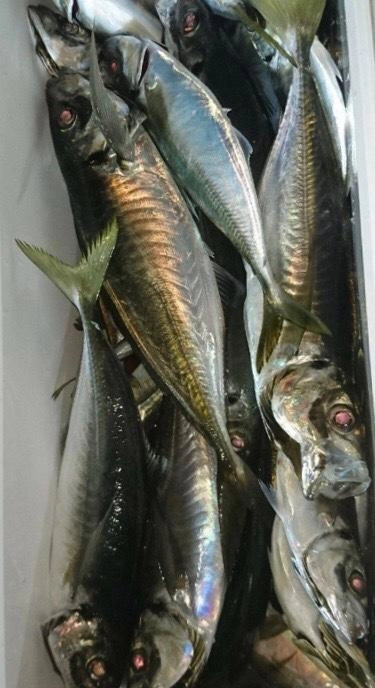 中深場魚礁
デカ鯵