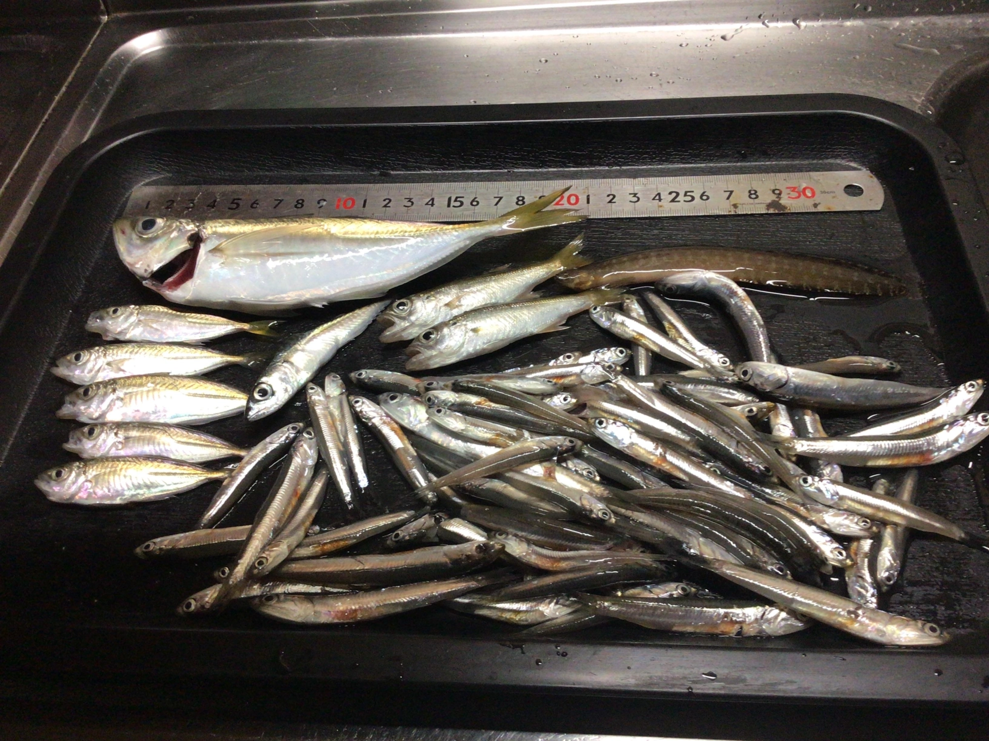 イワシ祭りデス❗️、、、恵みに感謝。